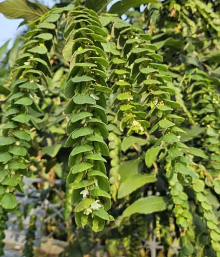 Poovanathil Farm Stay Anakkampoyil By Lexstays Vallikavungal 0*,  インド